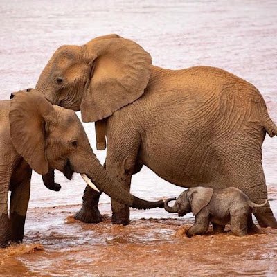 fotos muito fofas de filhotes vivenciando o prazer de estar com seus pais