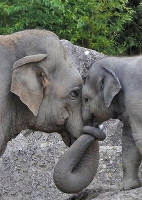 fotos muito fofas de filhotes vivenciando o prazer de estar com seus pais