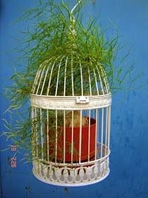 A cebola-trepadeira é uma das plantas mais exóticas encontradas, trata-se de uma cebola literalmente, que pode ser cultivada em forma de flor, em vasos suspensos, arandelas e vasos em forma de bacia.