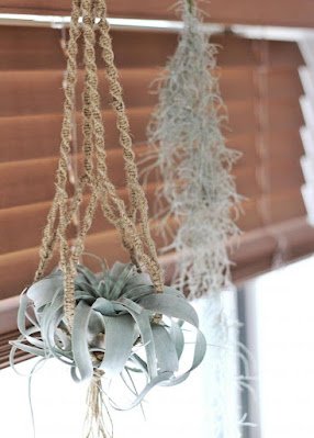 como utilizar a Barba de Velho na decoração