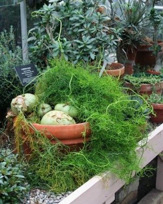 A cebola-trepadeira é uma das plantas mais exóticas encontradas, trata-se de uma cebola literalmente, que pode ser cultivada em forma de flor, em vasos suspensos, arandelas e vasos em forma de bacia.