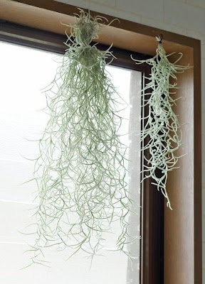 como utilizar a Barba de Velho na decoração