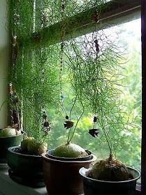 A cebola-trepadeira é uma das plantas mais exóticas encontradas, trata-se de uma cebola literalmente, que pode ser cultivada em forma de flor, em vasos suspensos, arandelas e vasos em forma de bacia.