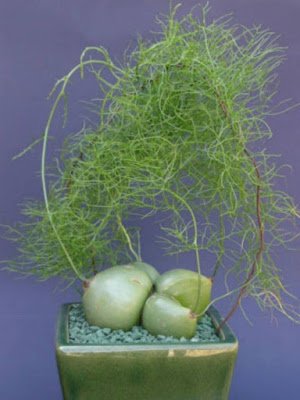 A cebola-trepadeira é uma das plantas mais exóticas encontradas, trata-se de uma cebola literalmente, que pode ser cultivada em forma de flor, em vasos suspensos, arandelas e vasos em forma de bacia.