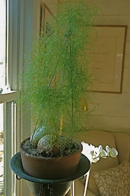 A cebola-trepadeira é uma das plantas mais exóticas encontradas, trata-se de uma cebola literalmente, que pode ser cultivada em forma de flor, em vasos suspensos, arandelas e vasos em forma de bacia.