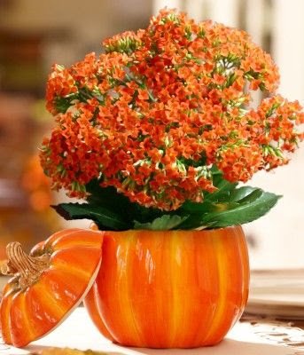 a Kalanchoe combina muito bem com cachepôs de madeira e fibras naturais, como a juta.