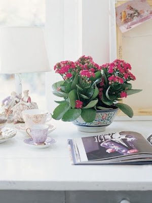 a Kalanchoe combina muito bem com cachepôs de madeira e fibras naturais, como a juta.