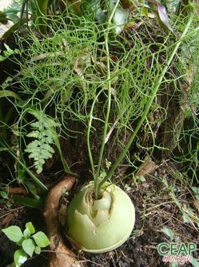 A cebola-trepadeira é uma das plantas mais exóticas encontradas, trata-se de uma cebola literalmente, que pode ser cultivada em forma de flor, em vasos suspensos, arandelas e vasos em forma de bacia.