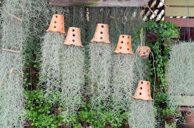 como utilizar a Barba de Velho na decoração