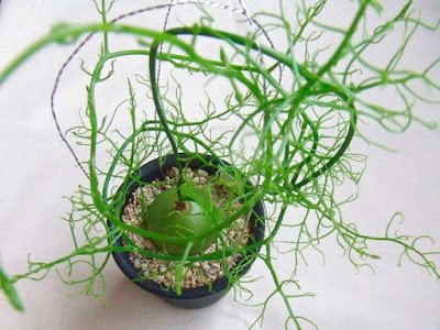 A cebola-trepadeira é uma das plantas mais exóticas encontradas, trata-se de uma cebola literalmente, que pode ser cultivada em forma de flor, em vasos suspensos, arandelas e vasos em forma de bacia.