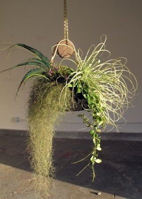 como utilizar a Barba de Velho na decoração