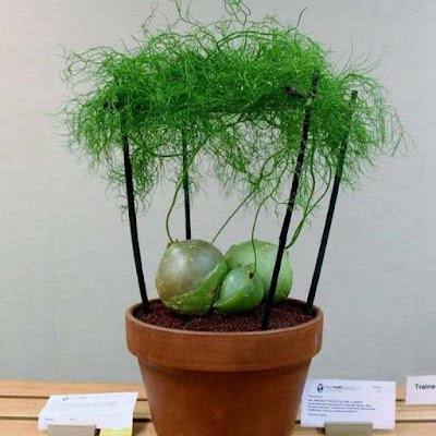 A cebola-trepadeira é uma das plantas mais exóticas encontradas, trata-se de uma cebola literalmente, que pode ser cultivada em forma de flor, em vasos suspensos, arandelas e vasos em forma de bacia.