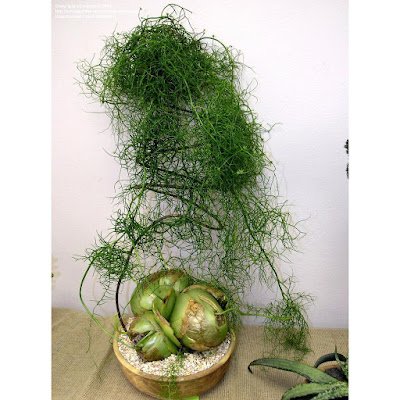 25 suculentas muito diferentes para você conhecer