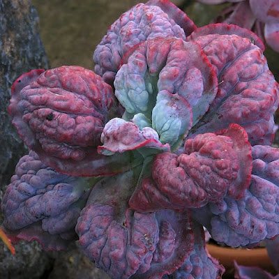 25 suculentas muito diferentes para você conhecer