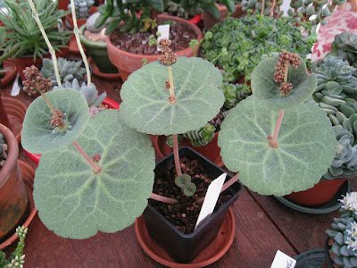 25 suculentas muito diferentes para você conhecer