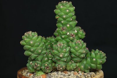 25 suculentas muito diferentes para você conhecer