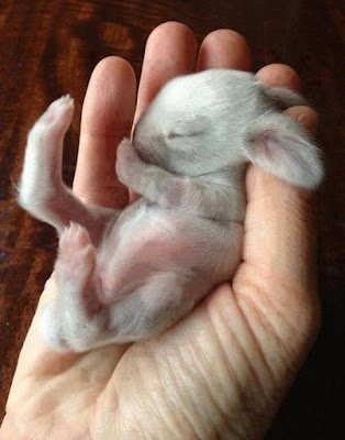 E se tem algo que todo mundo curte, sem exceção, são filhotes. Se você conhece alguém que não curte filhotes, é bom começar a desconfiar desse sujeito.