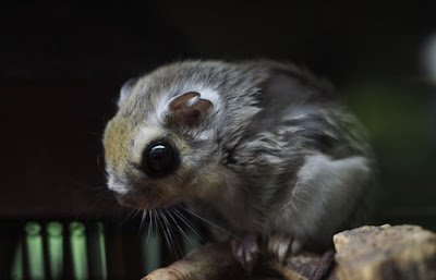 E se tem algo que todo mundo curte, sem exceção, são filhotes. Se você conhece alguém que não curte filhotes, é bom começar a desconfiar desse sujeito.