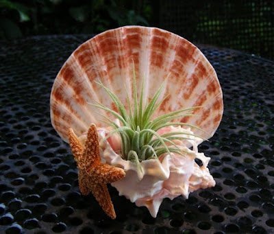 Fotos e ideias de artesanato com conchas