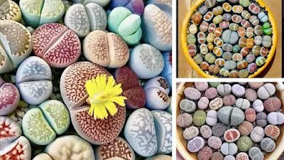 Suculenta Lithops ( planta pedra)