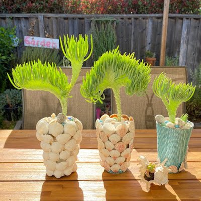 25 suculentas muito diferentes para você conhecer