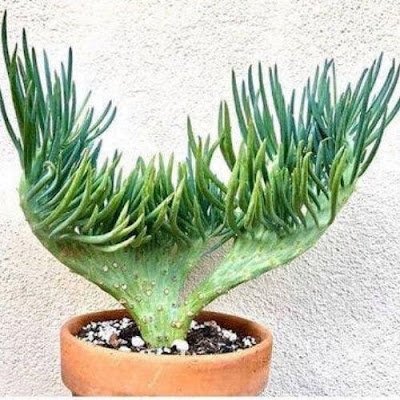 25 suculentas muito diferentes para você conhecer