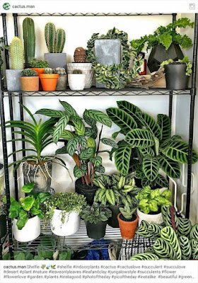 Tem sido cada vez mais comum a decoração de interiores com plantas. Escritórios, saguões, salas de reuniões, salas de espera e muitas outras áreas internas ganham benefícios no investimento em flores e folhagens. Porém, a coisa mais importante na escolha de uma planta para interior é que elas sejam mais fáceis de cuidar e prosperem com pouca luz. Por isso, as plantas calatheas são perfeitas.