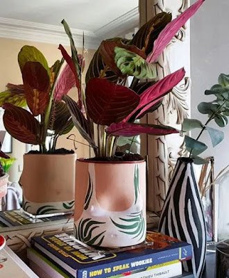 Tem sido cada vez mais comum a decoração de interiores com plantas. Escritórios, saguões, salas de reuniões, salas de espera e muitas outras áreas internas ganham benefícios no investimento em flores e folhagens. Porém, a coisa mais importante na escolha de uma planta para interior é que elas sejam mais fáceis de cuidar e prosperem com pouca luz. Por isso, as plantas calatheas são perfeitas.