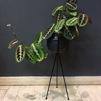 Tem sido cada vez mais comum a decoração de interiores com plantas. Escritórios, saguões, salas de reuniões, salas de espera e muitas outras áreas internas ganham benefícios no investimento em flores e folhagens. Porém, a coisa mais importante na escolha de uma planta para interior é que elas sejam mais fáceis de cuidar e prosperem com pouca luz. Por isso, as plantas calatheas são perfeitas.