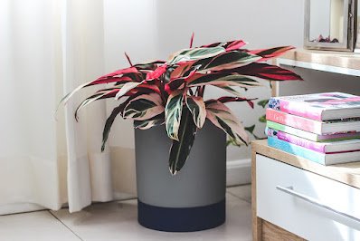 Tem sido cada vez mais comum a decoração de interiores com plantas. Escritórios, saguões, salas de reuniões, salas de espera e muitas outras áreas internas ganham benefícios no investimento em flores e folhagens. Porém, a coisa mais importante na escolha de uma planta para interior é que elas sejam mais fáceis de cuidar e prosperem com pouca luz. Por isso, as plantas calatheas são perfeitas.