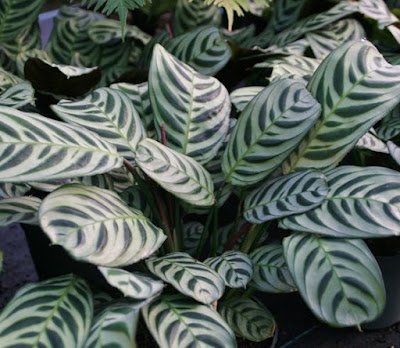 Maranta Burle Marx Possui folhas arrendondadas com um padrão de estampa que traz um fundo verde-claro com manchas verde-escuro, parecendo desenhos de pequenas folhas. Não tolera sol direto, mas cresce melhor em ambientes bem iluminados. É uma planta mais sensível, mas cheia de personalidade para interiores e jardins.