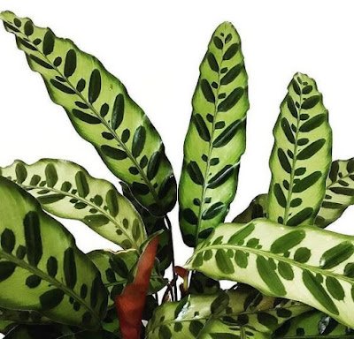A maranta-cascavel se diferencia com suas folhas mais alongadas com bordas levemente onduladas, que possuem uma coloração verde-clara com manchas verde-escuro. Além disso, na parte de trás, apresentam um tom arroxeado. Aprecia luz difusa ou meia-sombra e pode ser plantada no jardim em canteiros ou cultivada em vasos dentro de casa.
