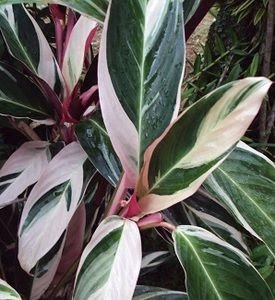 Um espetáculo de cores! Assim são as folhas da maranta-tricolor, que apresentam nuances de verde e rosa. Essa é uma planta nativa da mata atlântica que também vive muito bem em interiores. Cultive-a em meia-sombra e dê preferência para deixá-la em locais que recebam sol da manhã ou do final da tarde.