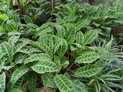 Maranta-zebrina Suas folhas com formato elíptico são verde-claras com rajadas em verde-escuro. É uma espécie de fácil cultivo que prefere temperaturas amenas, não tolera a seca e nem o sol direto, então deixe-a em ambientes bem iluminados e mais frescos da casa.