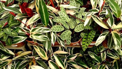 As marantas e calatheas ganharam popularidade na decoração de ambientes internos.