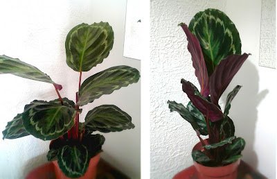 Esse movimento acaba por lembrar o gesto de juntar as palmas das mãos durante a oração ou meditação em diversas tradições religiosas, o que explica o nome popular de planta rezadeira.