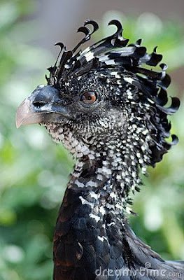 Por mais que a preocupação com a aparência e a vaidade são invenções humanas, tem muito bicho por aí um show quando o assunto é "cabelo".
