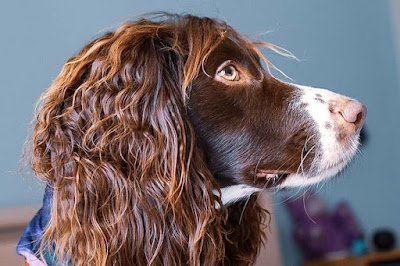 Por mais que a preocupação com a aparência e a vaidade são invenções humanas, tem muito bicho por aí um show quando o assunto é "cabelo".