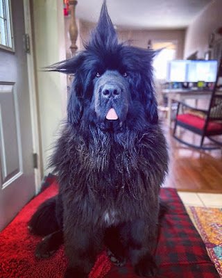 Por mais que a preocupação com a aparência e a vaidade são invenções humanas, tem muito bicho por aí um show quando o assunto é "cabelo".