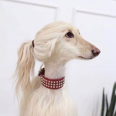 Por mais que a preocupação com a aparência e a vaidade são invenções humanas, tem muito bicho por aí um show quando o assunto é "cabelo".
