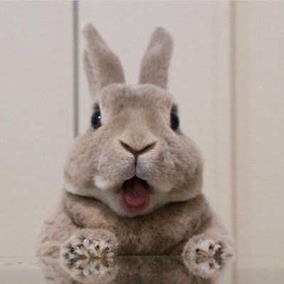 Uma relação do coelho com o Cristianismo sugere como, em muitos locais do Hemisfério Norte, o coelho passou a ser visto como um símbolo cristão. Isso porque, durante a época em que a Páscoa era comemorada (próxima ao Equinócio de Primavera), o coelho era um dos primeiros animais a serem vistos com o fim do inverno. Isso fez com que o animal passasse a ser enxergado como um símbolo da renovação e, portanto, da ressurreição.