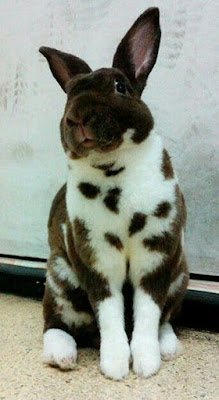 Uma relação do coelho com o Cristianismo sugere como, em muitos locais do Hemisfério Norte, o coelho passou a ser visto como um símbolo cristão. Isso porque, durante a época em que a Páscoa era comemorada (próxima ao Equinócio de Primavera), o coelho era um dos primeiros animais a serem vistos com o fim do inverno. Isso fez com que o animal passasse a ser enxergado como um símbolo da renovação e, portanto, da ressurreição.