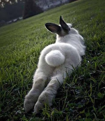 Uma relação do coelho com o Cristianismo sugere como, em muitos locais do Hemisfério Norte, o coelho passou a ser visto como um símbolo cristão. Isso porque, durante a época em que a Páscoa era comemorada (próxima ao Equinócio de Primavera), o coelho era um dos primeiros animais a serem vistos com o fim do inverno. Isso fez com que o animal passasse a ser enxergado como um símbolo da renovação e, portanto, da ressurreição.