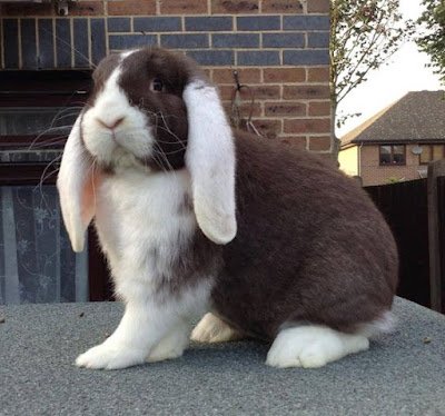 Uma relação do coelho com o Cristianismo sugere como, em muitos locais do Hemisfério Norte, o coelho passou a ser visto como um símbolo cristão. Isso porque, durante a época em que a Páscoa era comemorada (próxima ao Equinócio de Primavera), o coelho era um dos primeiros animais a serem vistos com o fim do inverno. Isso fez com que o animal passasse a ser enxergado como um símbolo da renovação e, portanto, da ressurreição.