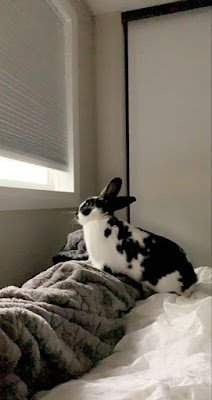 Uma relação do coelho com o Cristianismo sugere como, em muitos locais do Hemisfério Norte, o coelho passou a ser visto como um símbolo cristão. Isso porque, durante a época em que a Páscoa era comemorada (próxima ao Equinócio de Primavera), o coelho era um dos primeiros animais a serem vistos com o fim do inverno. Isso fez com que o animal passasse a ser enxergado como um símbolo da renovação e, portanto, da ressurreição.