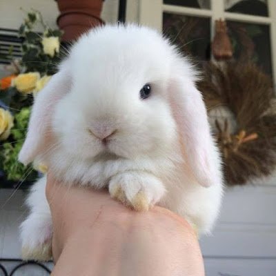 Uma relação do coelho com o Cristianismo sugere como, em muitos locais do Hemisfério Norte, o coelho passou a ser visto como um símbolo cristão. Isso porque, durante a época em que a Páscoa era comemorada (próxima ao Equinócio de Primavera), o coelho era um dos primeiros animais a serem vistos com o fim do inverno. Isso fez com que o animal passasse a ser enxergado como um símbolo da renovação e, portanto, da ressurreição.