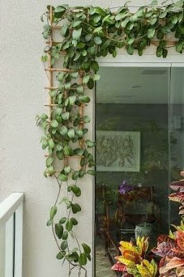 As plantas são de longe os elementos mais lembrados e presentes na proposta de biofilia nos ambientes. Elas completam o ambiente dando um visual natural, aconchegante e de paz.