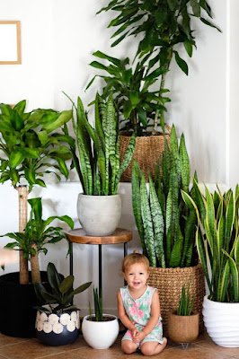 As plantas são de longe os elementos mais lembrados e presentes na proposta de biofilia nos ambientes. Elas completam o ambiente dando um visual natural, aconchegante e de paz.