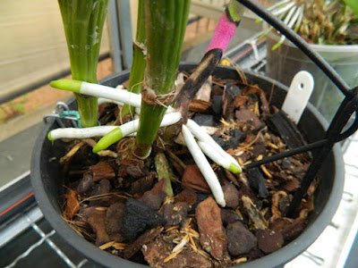 Como deve ser feito a adubação e qual o vaso certo para cultivar orquídea? Simplicidade é a palavra certa quando se fala em orquídeas. Para a adubação, você pode utilizar uma mistura feita de folhas decompostas e matéria orgânica ou até mesmo optar por produtos próprios para as orquídeas, encontrados facilmente em floriculturas ou grandes supermercados