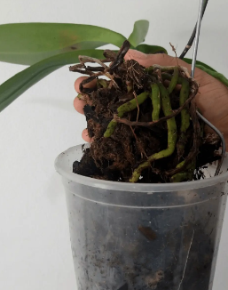 Após o termino da Floração, é importante fazer o replantio. As orquídeas possuem uma grande formação de raízes e com isso, a maioria dos vasos não possuem mais lugar para o crescimento radicular. Além disso, as plantas presenteadas são decoradas com produtos que embelezam o vaso, mas que não participam do crescimento radicular por estarem fora do vaso. Essa decoração pode ser Biobric, Casca de Pinus, esfagno, pedriscos, etc.